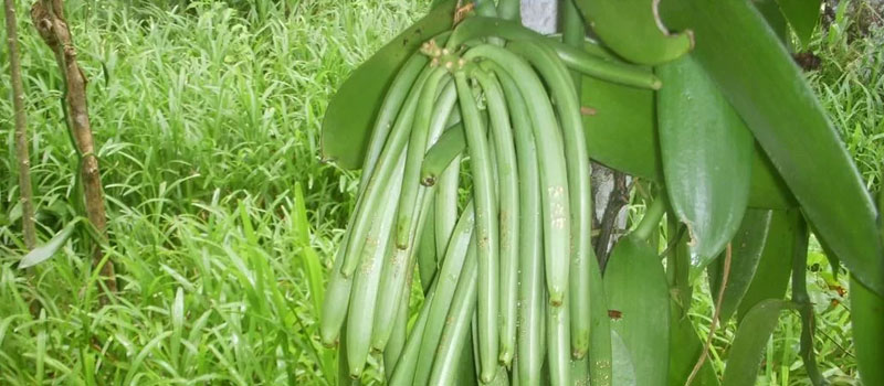 Exportations : publication du calendrier d'ouverture de la récolte de la vanille verte