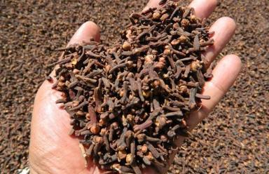 Campagne GIROFLE 2025-2026 à Madagascar