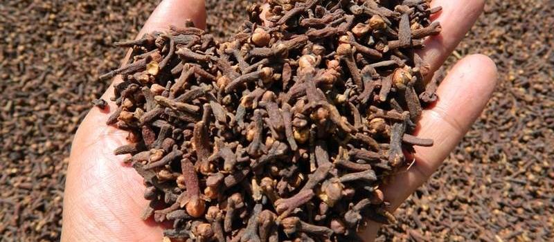 Campagne GIROFLE 2025-2026 à Madagascar